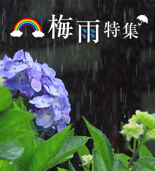 梅雨特集
