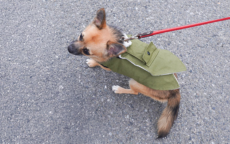 愛犬用ヒーターベスト「ワンだふるウォーム」